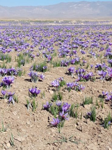 زعفران کوهی