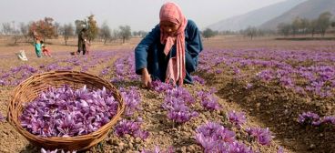 تناوب زراعی زعفران