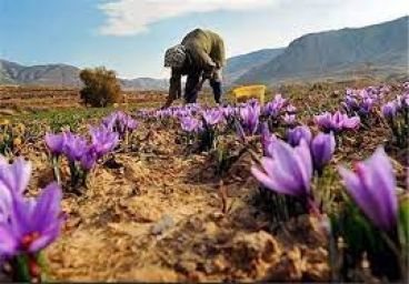 آیا کشت زعفران در شمال کشور امکان پذیر است؟