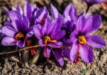 زمینی که قبلا زعفران بوده رو الان میشه دوباره زعفران کاشت؟