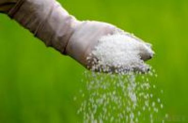 کود اوره زعفران چیست؟