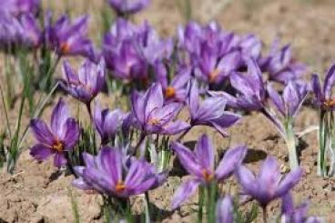 نکات مهم کشت زعفران از زبان با  کشاورزان