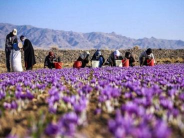 تاثیر زعفران بر تیروئید