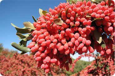 کاشت زرشک در ایران به چه صورت است؟